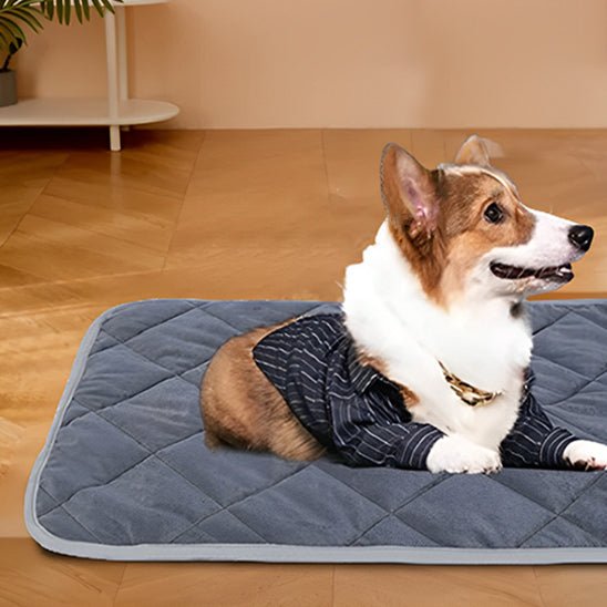 assis confortablement son tapis pour chiens