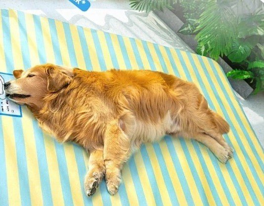 chien allonge dans tapis rafraichisssant ete