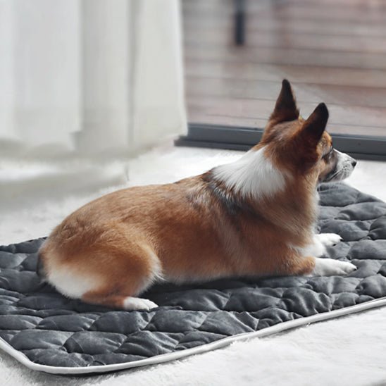 chien apprecie la chaleur son tapis pour chiens