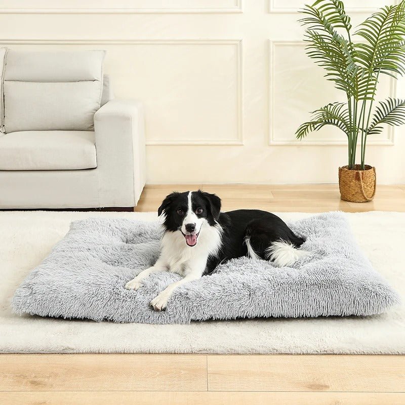 chien content dans lit pour chien antistress salon