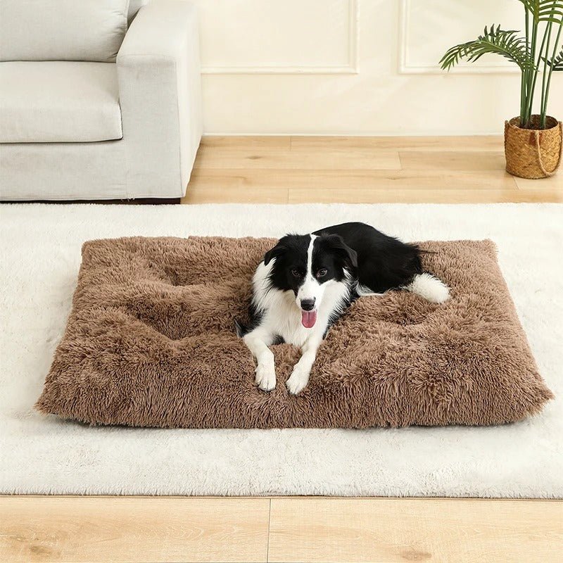 chien dans lit pour chien antistress dans maison