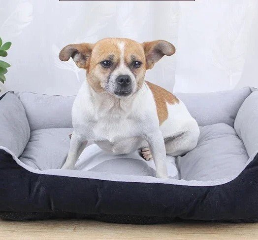 chien dans panier chien designe scandinave