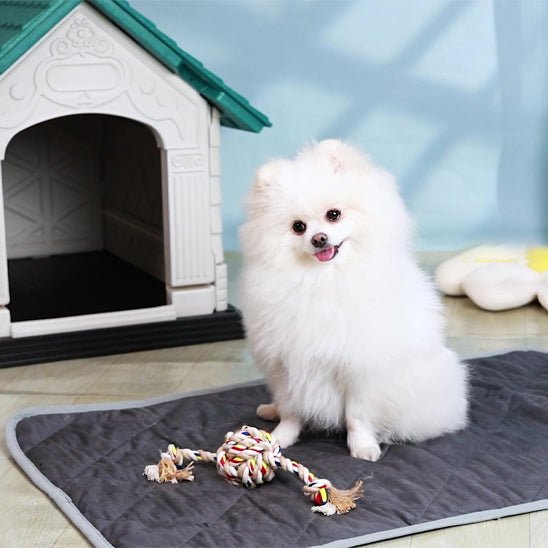 chien heureux sur son tapis chiens