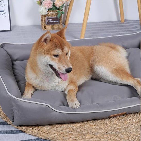 chien repose dans panier pour chien orthopédique deluxe maison