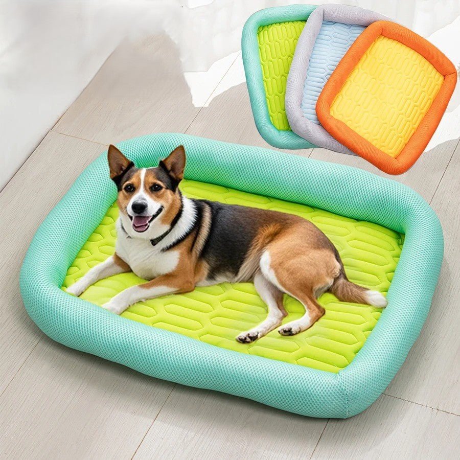 chien repose dans tapis chien nature montre trois modeles