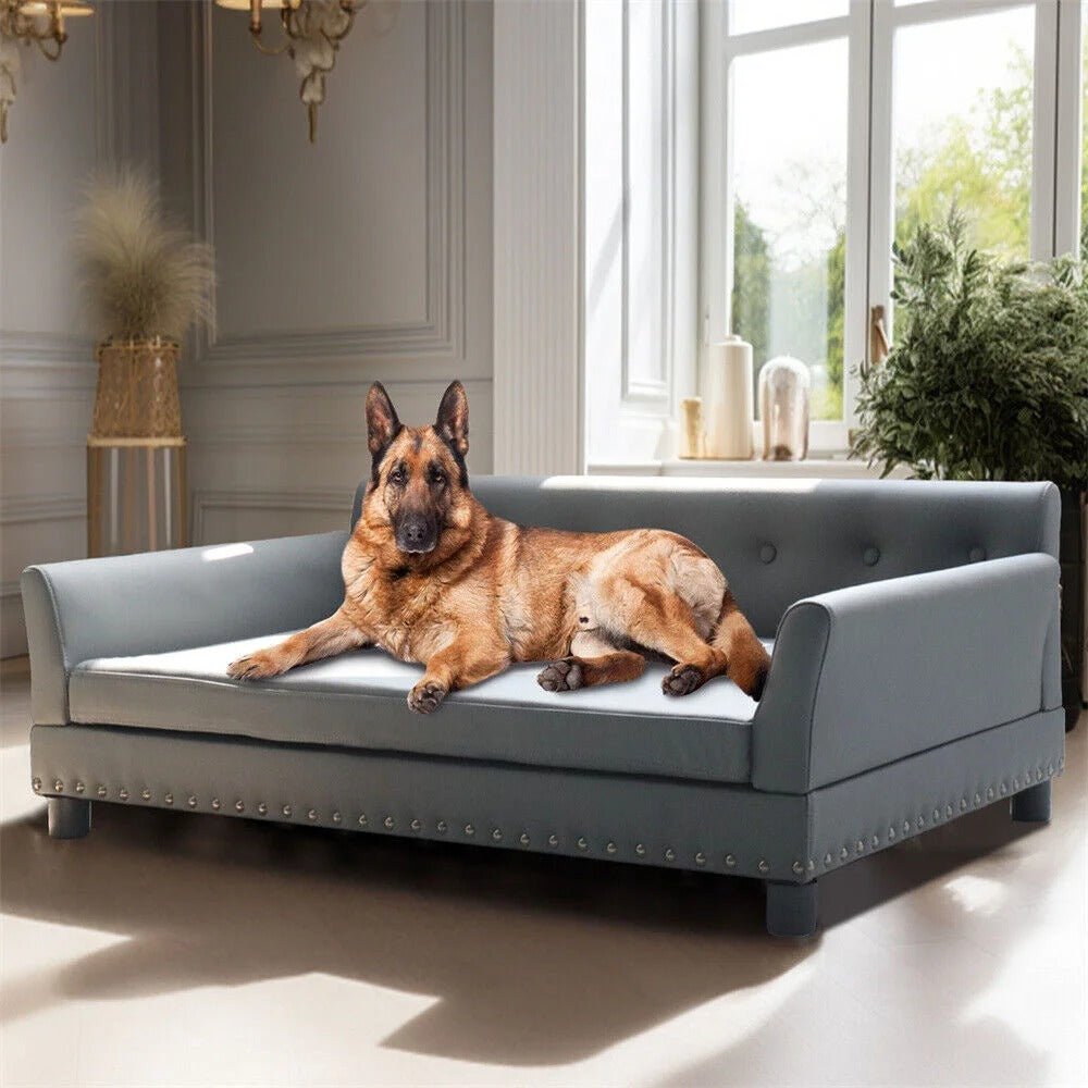 grand chien dans canapé pour chien_haut_gamme_cuir