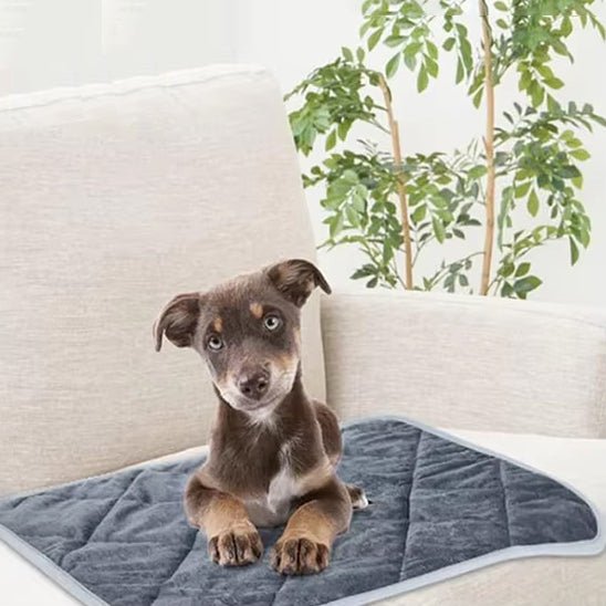 relaxe dans son tapis pour chiens