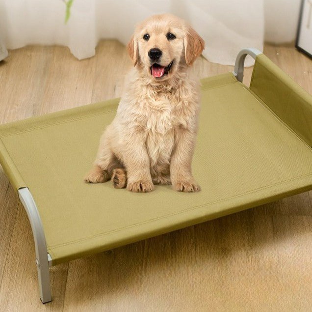 toutou assis sur lit surélevé chien dans la chambre