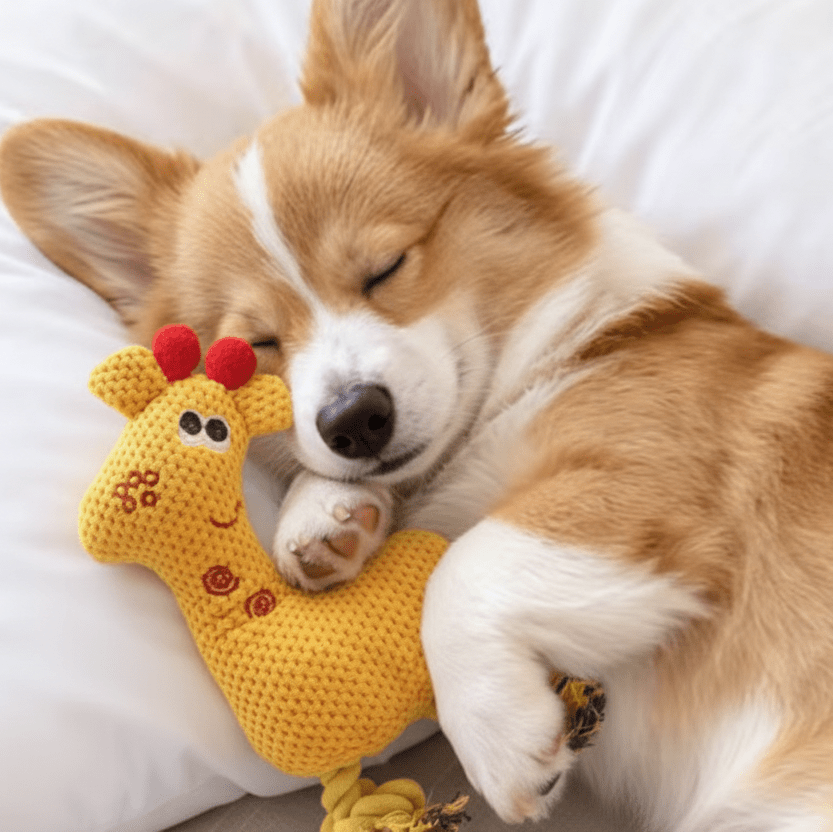toutou dort avec le jouet pour chien en peluche
