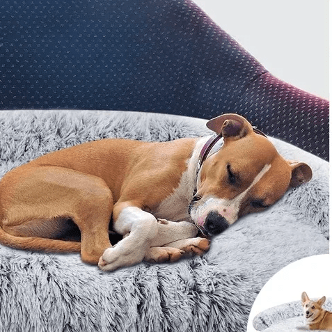toutou dort dans tapis canape fausse fourrure avec coussin