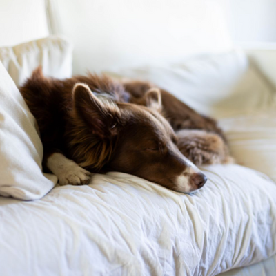 Tout savoir sur le sommeil du chien