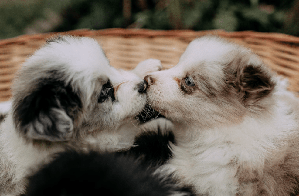 Mieux comprendre les besoins de sommeil de votre animal… et comment y répondre