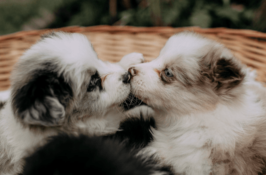 Mieux comprendre les besoins de sommeil de votre animal… et comment y répondre