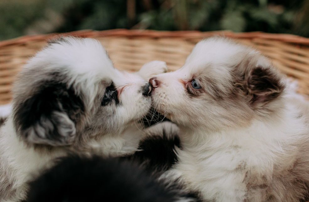 Mieux comprendre les besoins de sommeil de votre animal… et comment y répondre