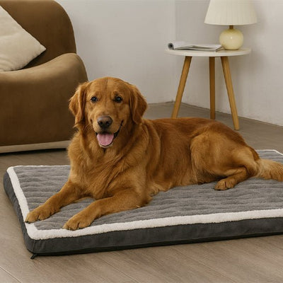 grand toutou dans lit pour chien dans salon 