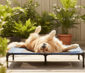 Chien heureux sur le dos sur son lit surélevé en extérieur - Planet Chien