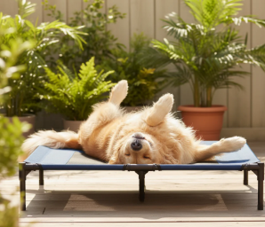 Chien heureux sur le dos sur son lit surélevé en extérieur - Planet Chien