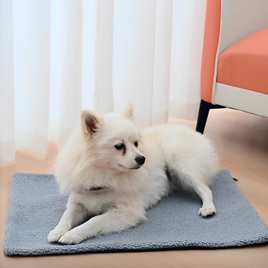 Chien pelucheux sur tapis pour chien gris assise elegante