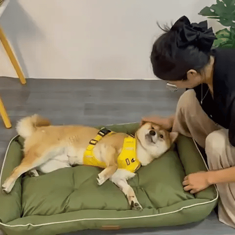 Panier chien orthopédique doux 