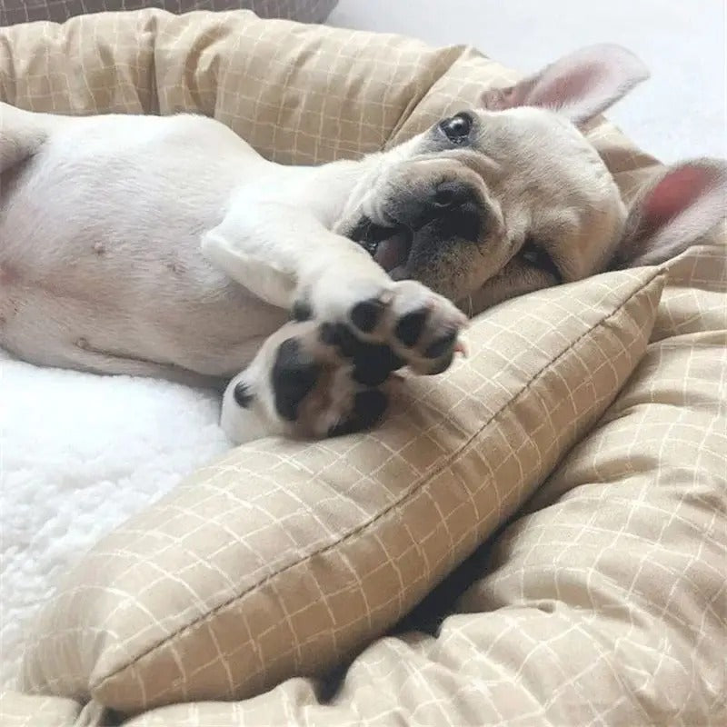 chien adouci dans cousin chien avec petit coussin