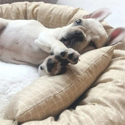 chien adouci dans cousin chien avec petit coussin