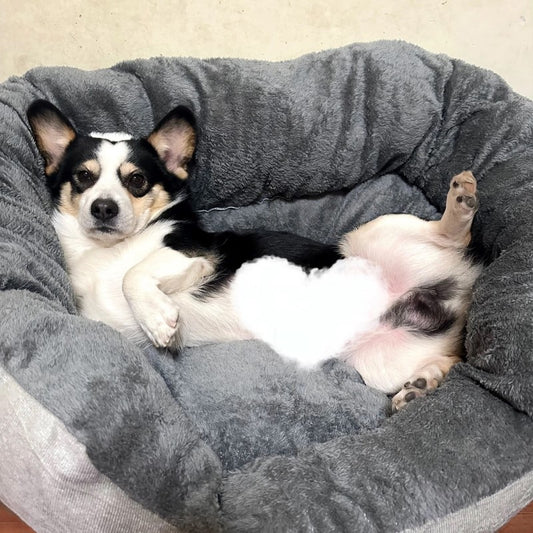 chien_allonger_dans_canape_lit_pour_chien_moelleux