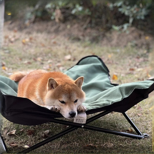 chien allonger dans lit de camp chien jardin