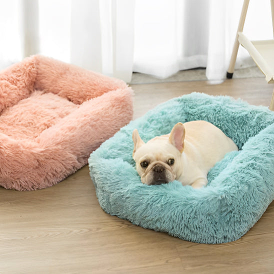 chien allonger dans panier pour chien bleu cote panier rose