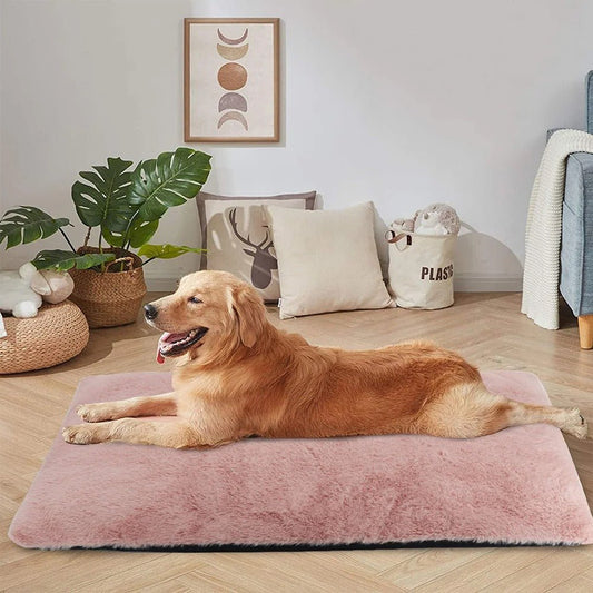 chien allonger sur coussin chien dans salon