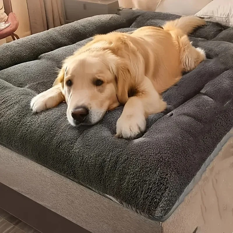 chien apaiser dans lit pour chien orthopedique