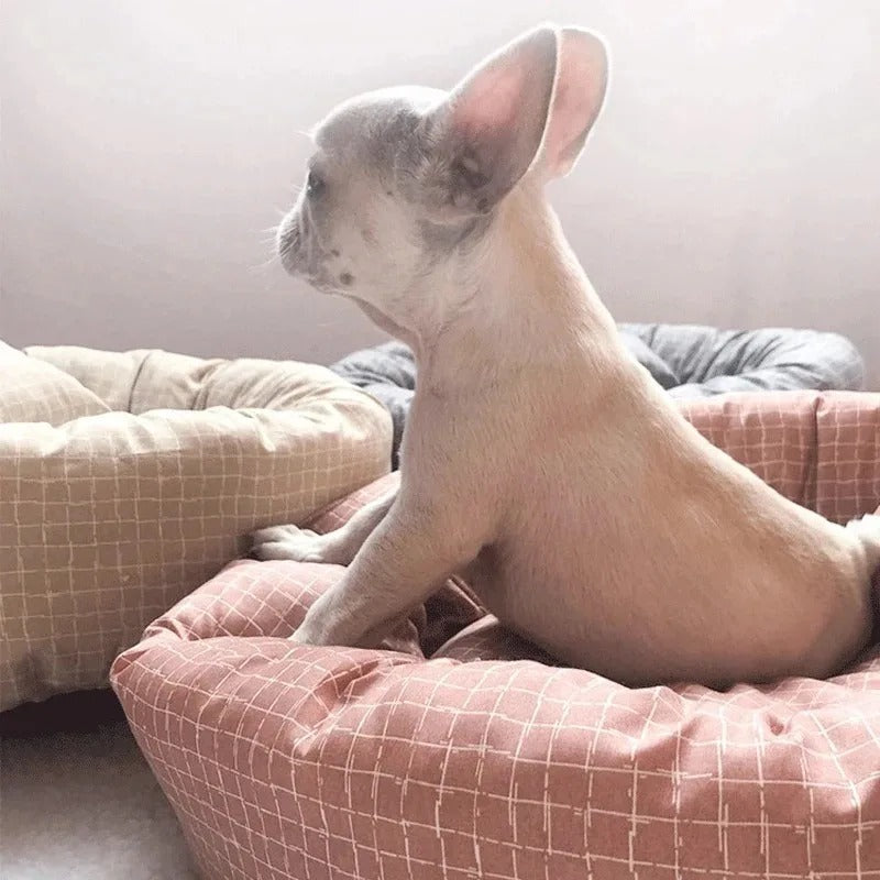 chien assis dans coussin chien carreaux