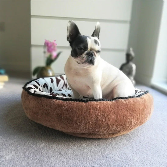 chien assis dans panier pour chien marron mouchete
