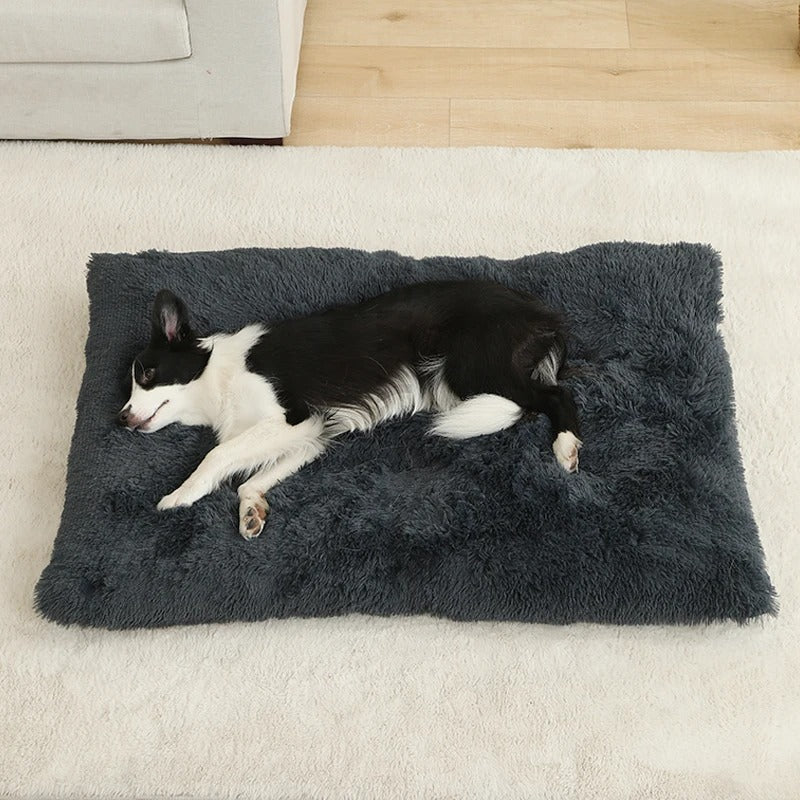 chien assoupie dans lit pour chien antistress