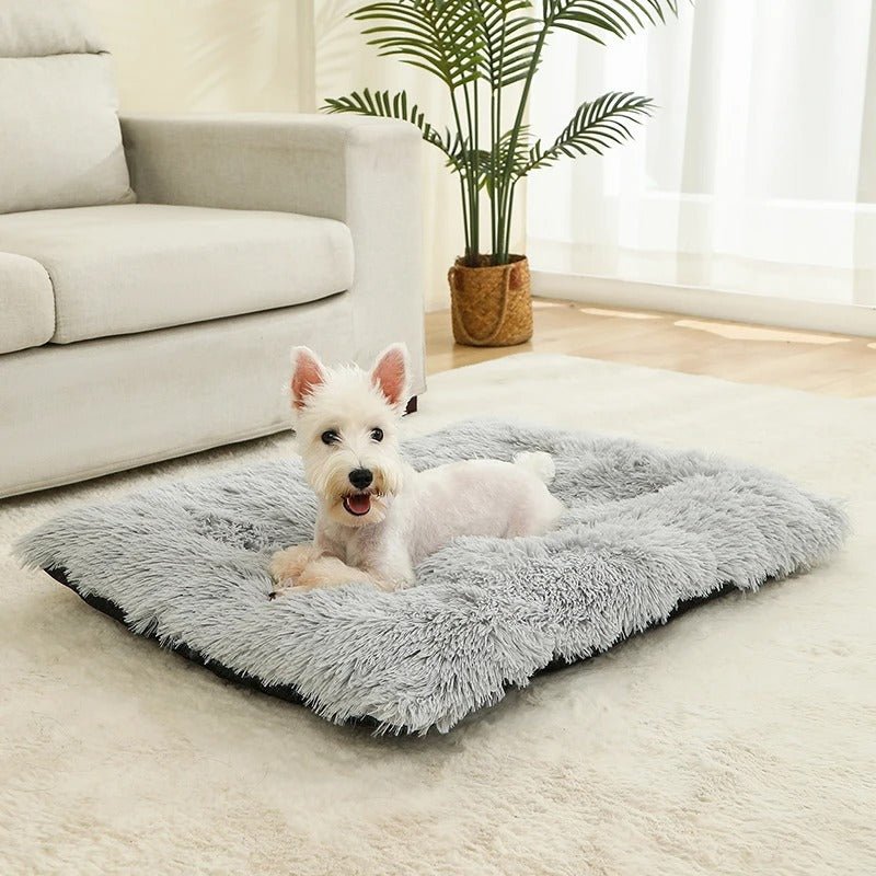 chien blanc dans lit pour chien antistress