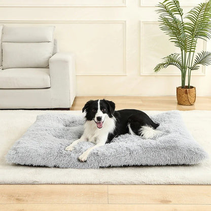 chien content dans lit pour chien antistress salon