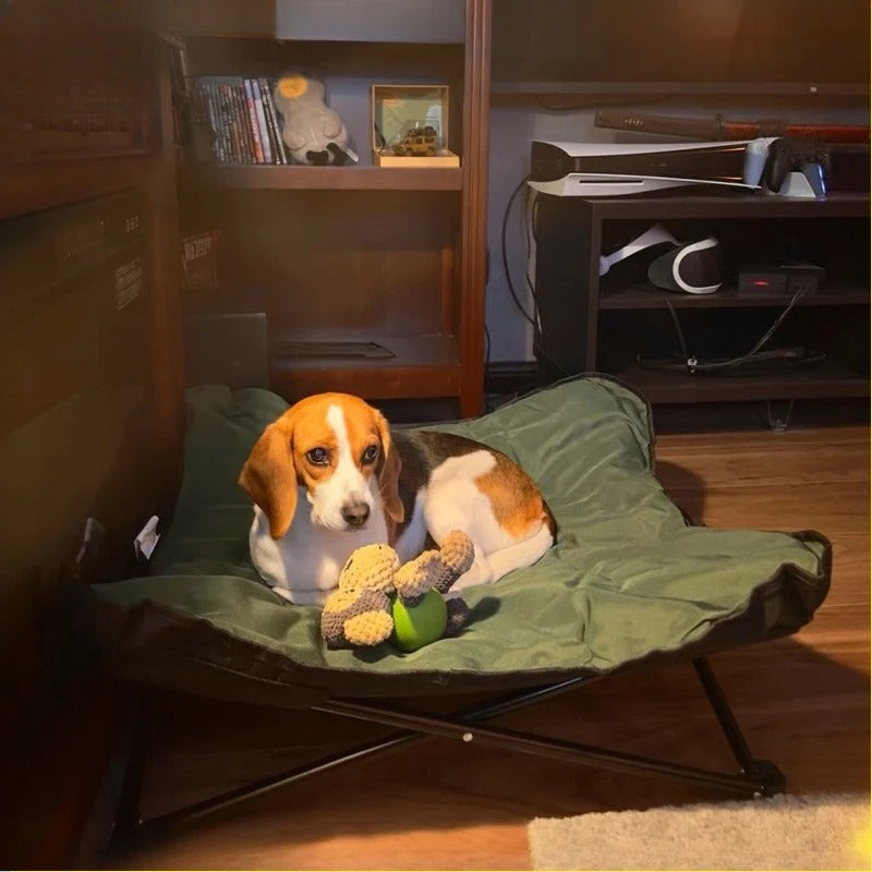 chien dans lit de  camp chien dans salon