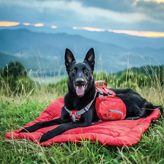 chien dans lit de camp pour chiens dans la nature