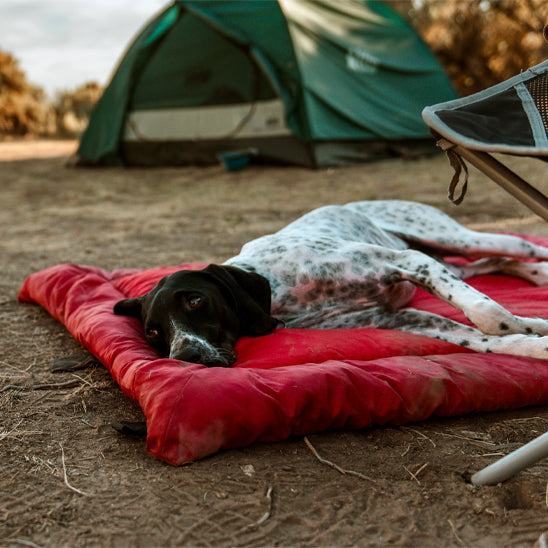 chien dans lit de camp pour chiens rouge