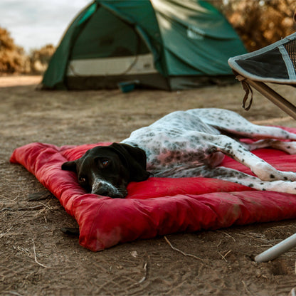 chien dans lit de camp pour chiens rouge