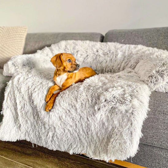 chien dans lit pour chien chaud apaisant