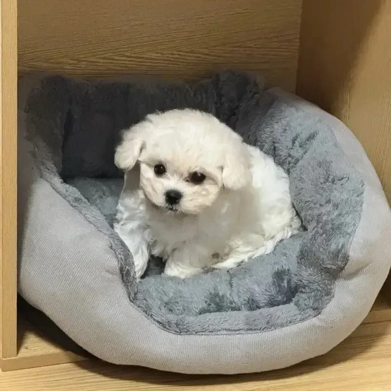 chien dans panier chien moelleux douillet