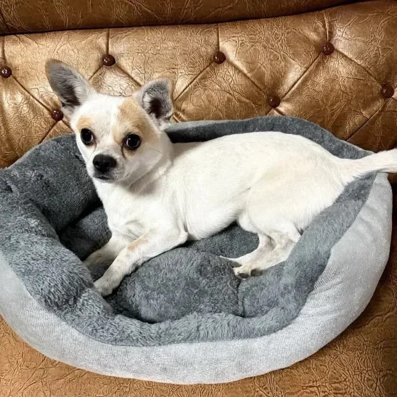 chien dans panier chien moelleux douillet dans canape