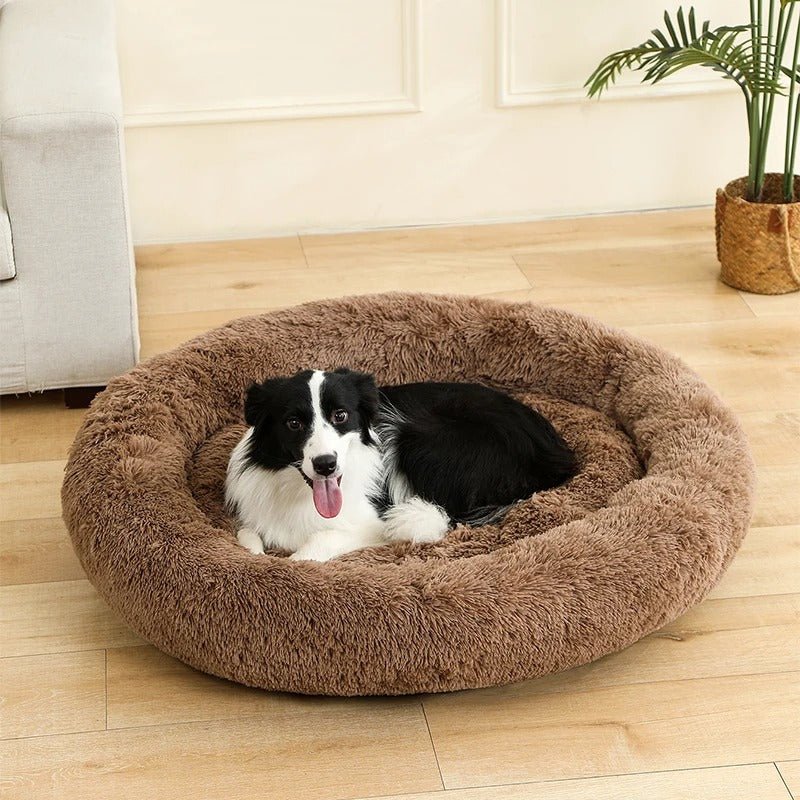 chien dans salon son lit pour chien marron