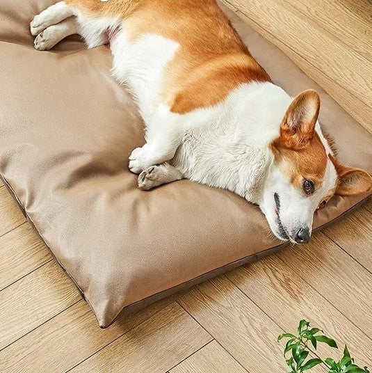 chien dans tapie rafraichissant chien epais marron