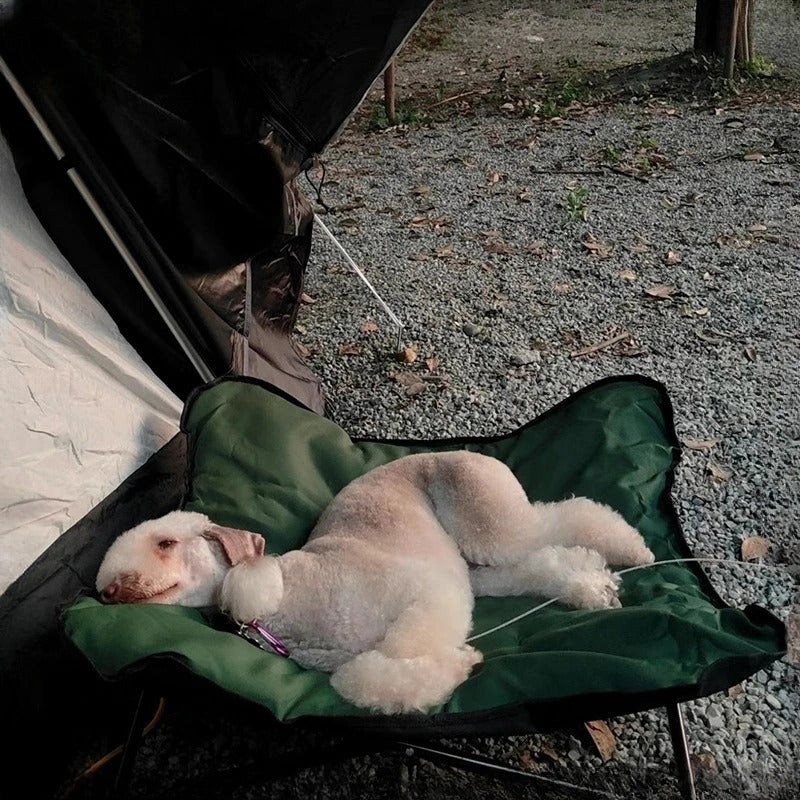 chien dort lit de camp chien vert
