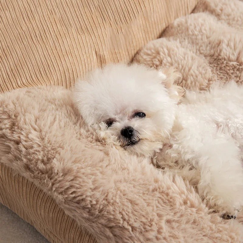 chien dort dans canapé pour chien 