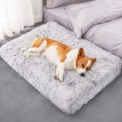chien dort dans tapis pour chien orthopédique