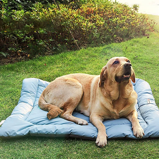 chien dort lit de camp pour chiens gris dans parc