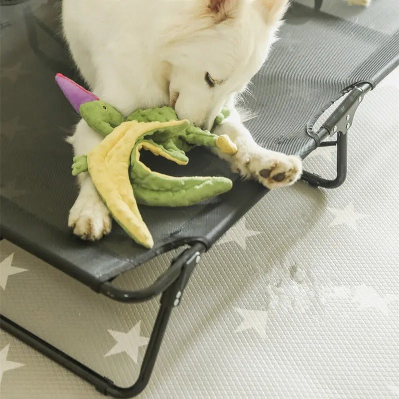 chien_joue_sur_lit_de_camp_chien