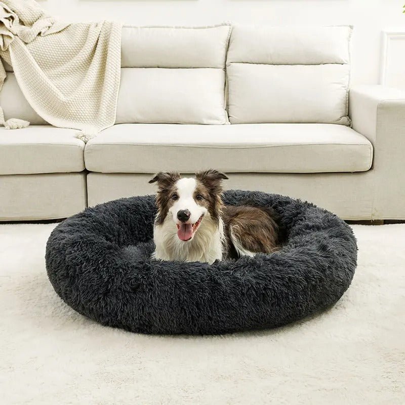 chien marron installer dans lit pour chien gris